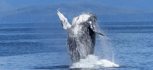 Une baleine échouée sur une plage de l’île de Ré
