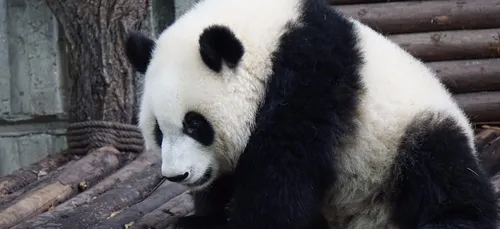 Brigitte Macron sera présente au baptême du bébé panda à Beauval