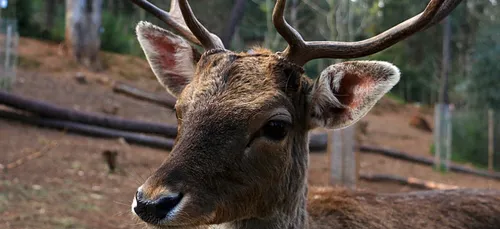 Le cerf qui vivait avec des poneys dans l’Indre a été abattu