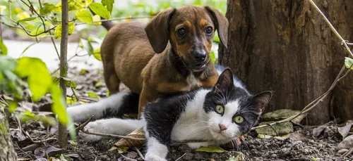 Fin des contrats aidés : animaux euthanasiés ?