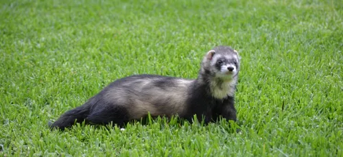 Un tiers des mammifères est amené à disparaître en France