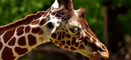 Doué-la-Fontaine : Sacha, le doyen des girafes mâles est mort