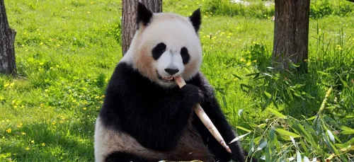 Top 3 des naissances dans les zoos de nos régions