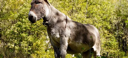 Creuse : un âne meurt, maltraité par deux hommes