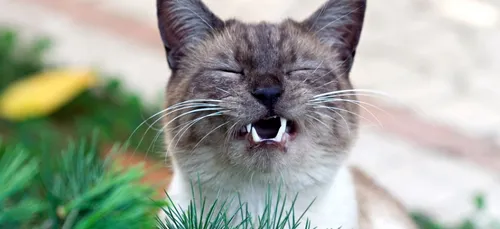 Top 3 des preuves que les animaux sont comme nous