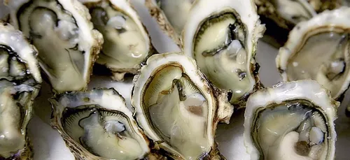 Charente-Maritime : trop de vols d’huîtres avant les fêtes !