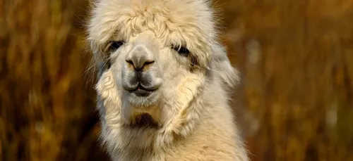 Charente : un alpaga errant retrouvé dans un champ