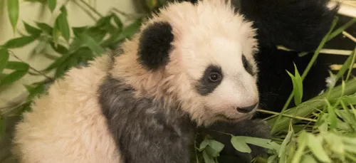Beauval : on connaît enfin le nom du bébé panda !