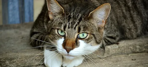 Gien : lancement de la capture de chats errants