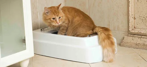 Révolution : une litière connectée aux eaux usées !