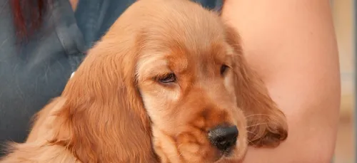 Loiret : une sexagénaire arrêtée pour maltraitance sur des chiens