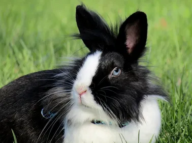 Pays de la Loire : déguisé en lapin il mord un passant à la jambe