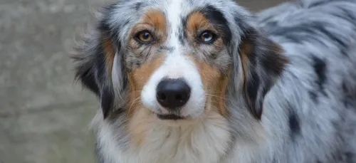 Animaux : quel est le chien préféré des Français ?