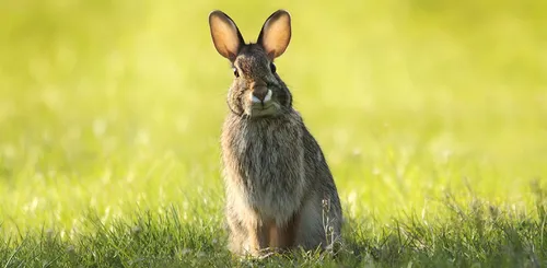 Fourrure : les éleveurs de lapins en Poitou-Charentes vont porter...