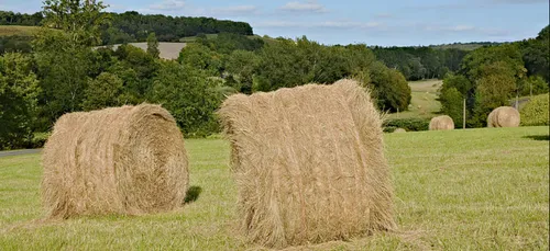 La FNSEA recherche du fourrage pour les agriculteurs en détresse