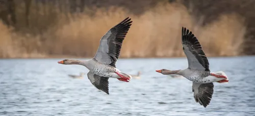 Les chasseurs manifestent pour continuer à chasser les oies cendrées !