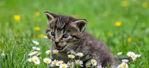 La Ferté-Saint-Aubin : il se brûle gravement en sauvant un chat