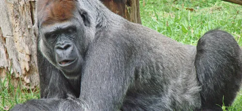 Le zoo de la Palmyre accueille une nouvelle pensionnaire gorille
