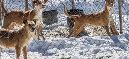 Le Refuge de l’Angoumois recherche des familles pour accueillir ses...