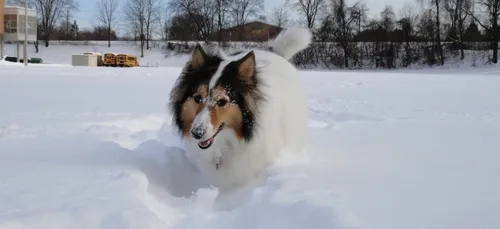 Les volontaires arrivent en nombre au refuge de l’Angoumois