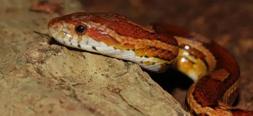 Charente : un serpent dans les toilettes !