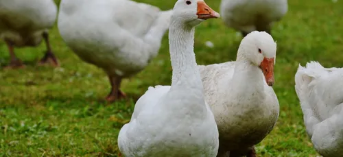 Grippe aviaire : 20 000 canards abattus dans le Maine-et-Loire