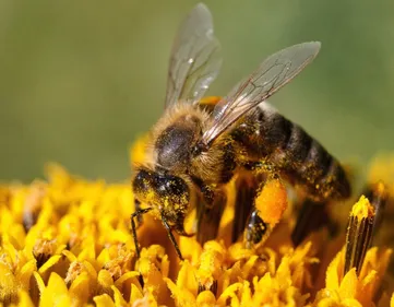 Ecologie : bientôt des abeilles de compagnie ?