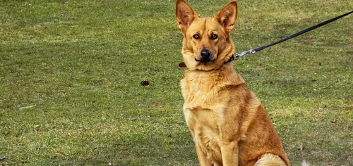 Soyaux : 135 euros d’amende pour les chiens en liberté