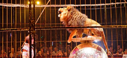 Pithiviers : le maire refuse d’abreuver les animaux du cirque