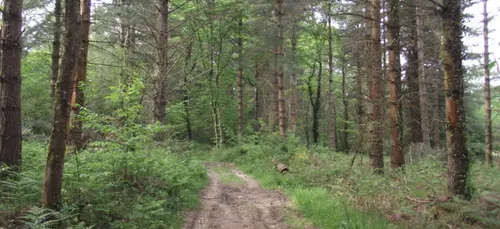 Loiret : le corps de Jean-Paul Navarre retrouvé dans un bois