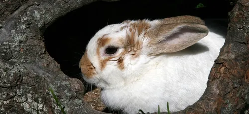 Fleac : la MJC propose de garder vos animaux gratuitement