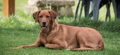 La Couronne : 68 euros d’amende pour les déjections canines