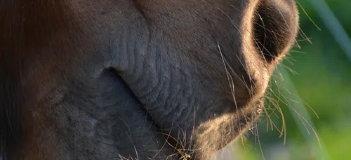 Charente : la SPA porte plainte suite au décès d’un cheval maltraité