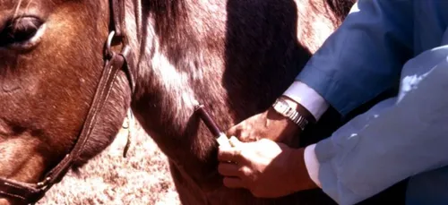 Charente : une vétérinaire ordonne le retrait des chevaux...