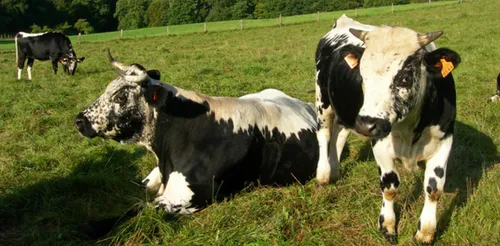 Une vache tue une septuagénaire en Charente-Maritime
