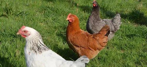 Haute-Vienne : une maison de retraite pour poules pondeuses
