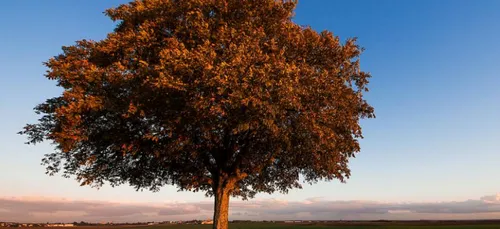 Pleumartin : l’abattage des arbres provoque la colère des habitants