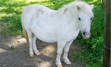 Limousin : il vole un poney pour lui « faire un bisou »