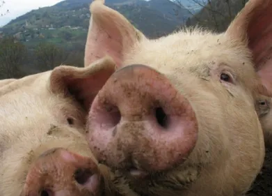 Vienne : 22 cochons décèdent dans un accident de la route