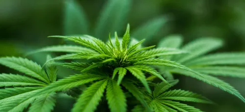 Niort : les policiers découvrent une plantation de cannabis chez un...