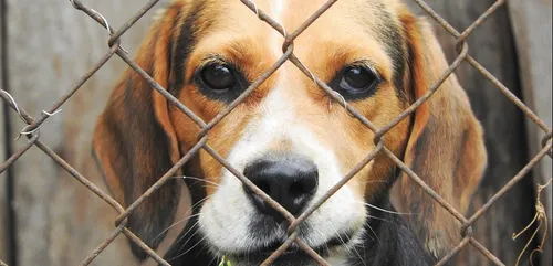 Couzeix : un salarié de la SPA attaqué au marteau