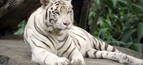 Loiret : naissance de 4 bébés tigres