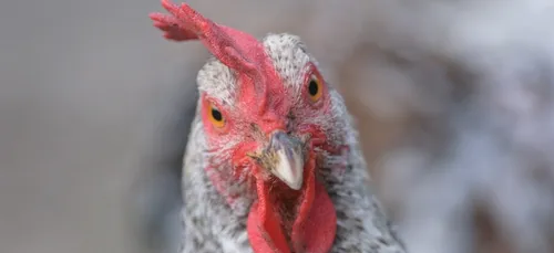 Châteauroux : Des poules pour réduire les déchets !