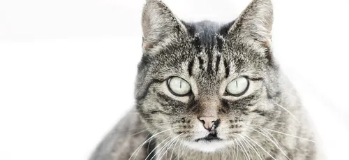 Un mauvais payeur a été trahi par son chat