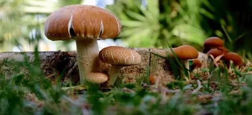 Marval : Un cueilleur de champignons se perd dans la forêt