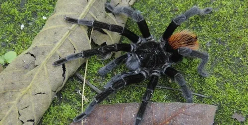 La Rochelle : une mygale dans leur jardin !
