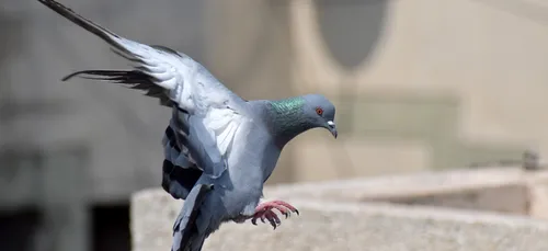 Le Tour de France de pigeons voyageurs débute aujourd’hui