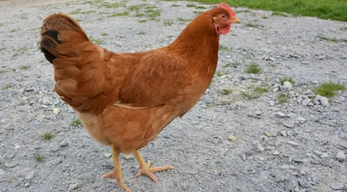 Orleans : maltraitée par des lycéens, une poule meurt