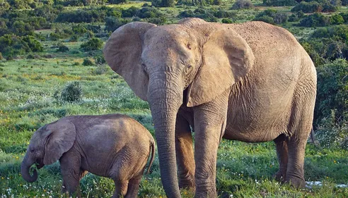 Orléans : ONG cherche donateurs pour sauver les animaux du monde