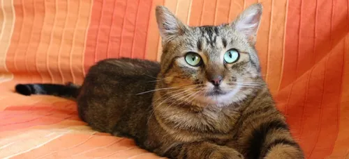 Loiret : Un chat disparu réapparaît … 14 ans plus tard !